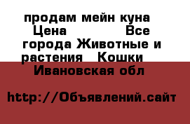 продам мейн куна › Цена ­ 15 000 - Все города Животные и растения » Кошки   . Ивановская обл.